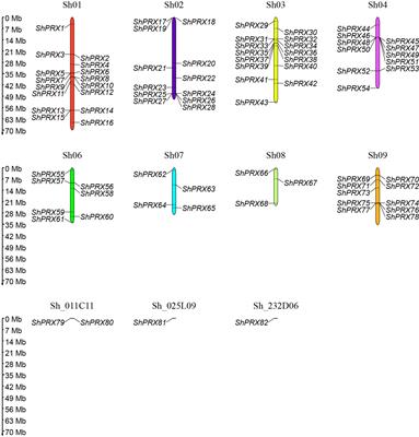 Genome-wide identification of the class III peroxidase gene family of sugarcane and its expression profiles under stresses